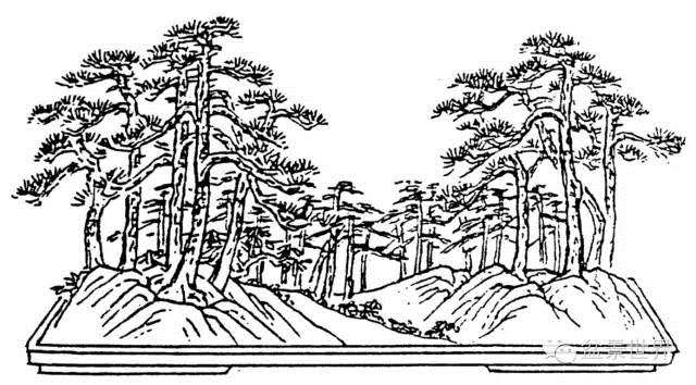 丛林盆景怎么布局的方法