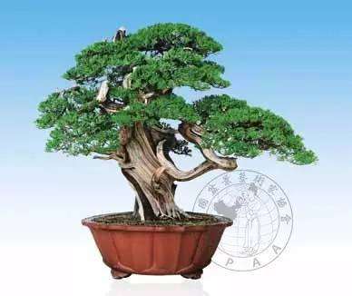 一个中国盆景大师中的隐者 图片