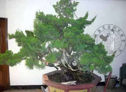 一个中国盆景大师中的隐者 图片