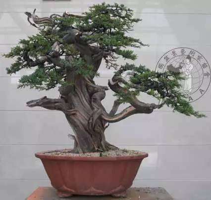 一个中国盆景大师中的隐者 图片