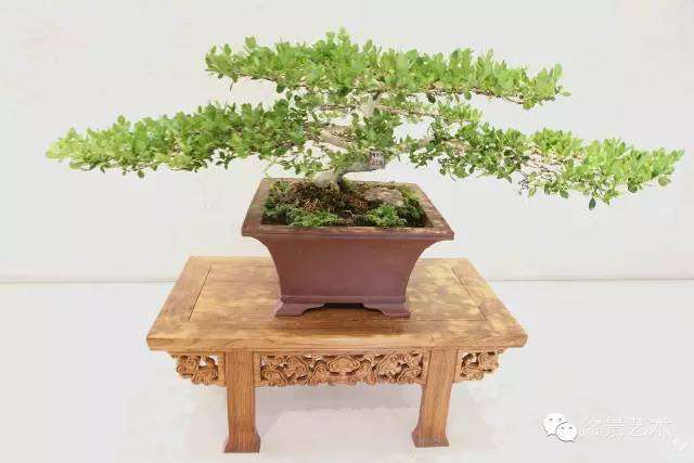 大叶黄杨盆景的制作与管理