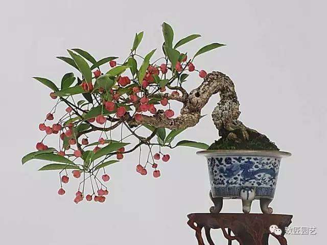 精致小巧的挂果盆景欣赏