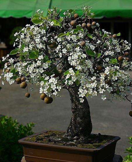 经过3年培育，种在盆景中的芒果树陆续挂果