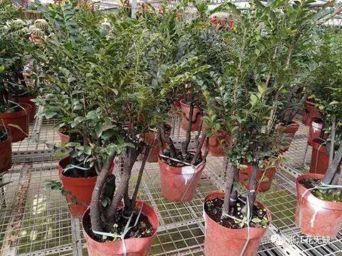 小叶紫檀盆景怎么养?