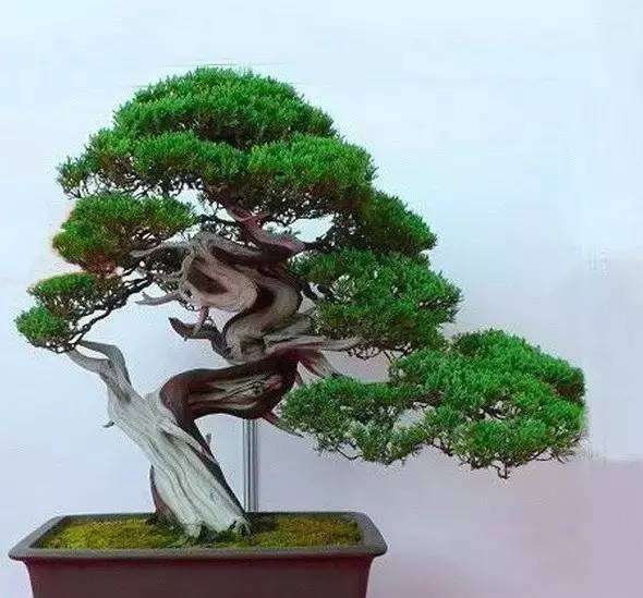 养盆景都应该掌握的规律&mdash;&mdash;善于取舍，因材施艺