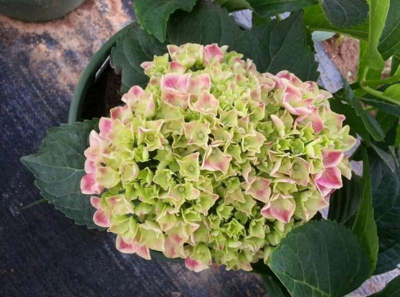 冬天快过,别让你的盆花死在了春初!