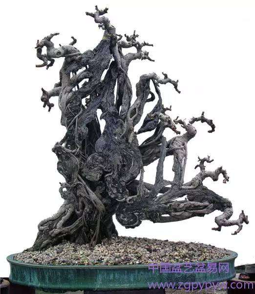 盆景造型的“形神兼备”