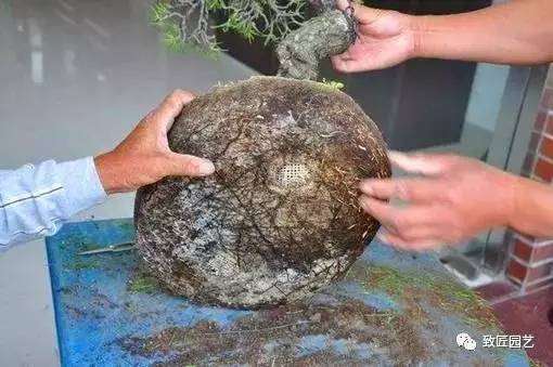 松树盆景怎么裸根上盆的步骤