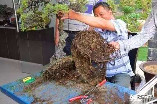 松树盆景怎么裸根上盆的步骤