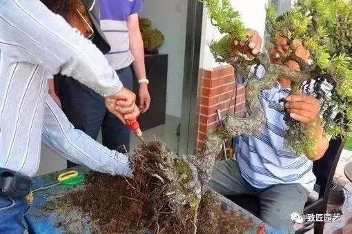 松树盆景怎么裸根上盆的步骤