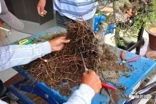 松树盆景怎么裸根上盆的步骤