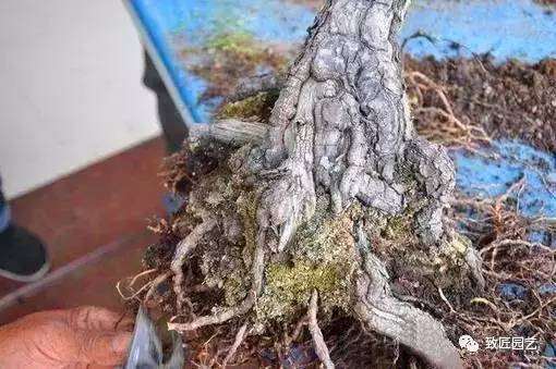松树盆景怎么裸根上盆的步骤