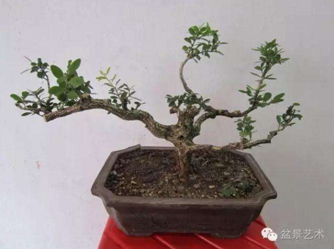 黑檀盆景的栽培养护