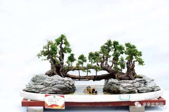 扭也是很讲究的 盆景造型必备