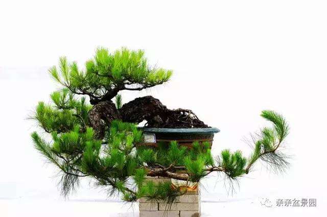 扭也是很讲究的 盆景造型必备