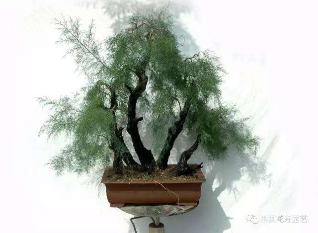 柽柳盆景“柳荫牧歌”制作