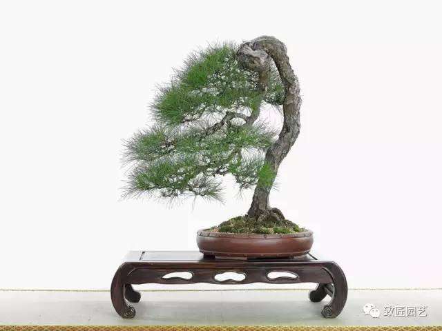 松树盆景的全年管理技艺