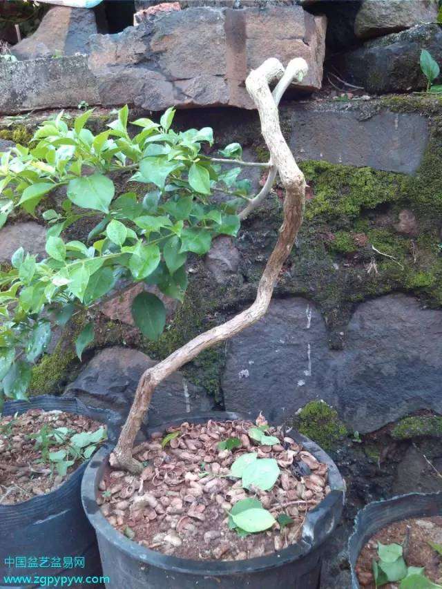 一棵三角梅盆景怎么制作的过程 图片