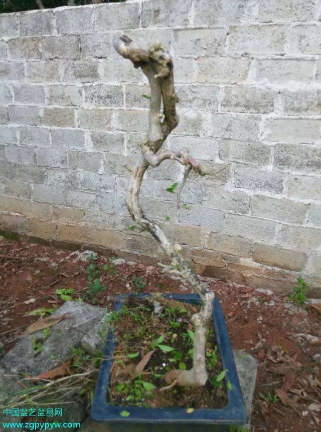 一棵三角梅盆景怎么制作的过程 图片