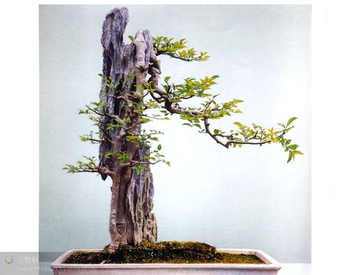 浅谈附石盆景的制作