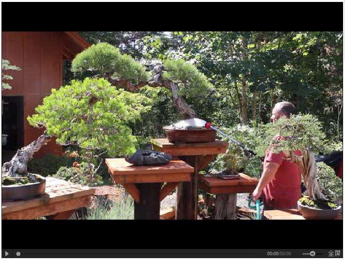 看看老外手中服侍的崖柏盆景