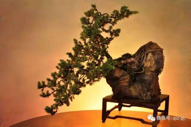 答孙魁先生之盆景嫁接观点