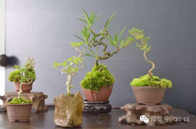 答孙魁先生之盆景嫁接观点