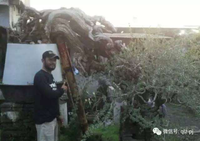 日本在国际推广日式盆景 而使到挖掘山野素材成为主导发展趋势