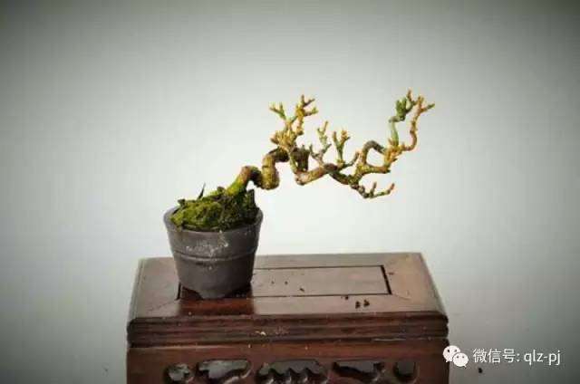 浅说青龙盆景中的微型盆景