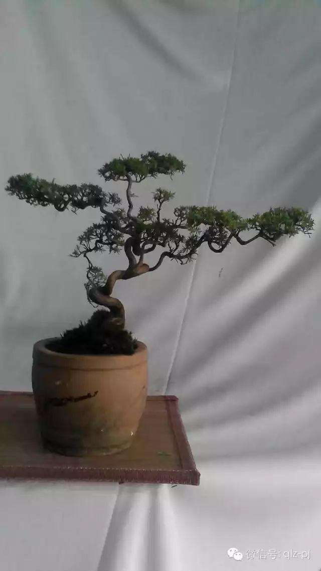 日本领导世界盆景的梦魇