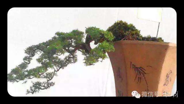 经营一棵盆景，就如经营一个人生