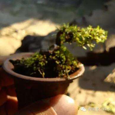 微型盆景的制作重心往往放在一个