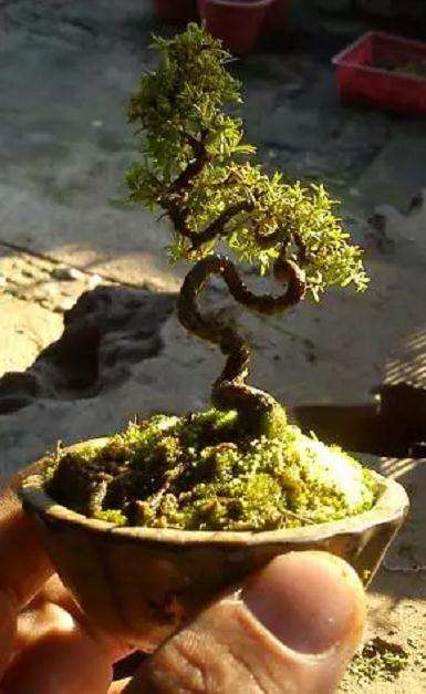 盆景的制作恰恰只能以自然界为模仿对象