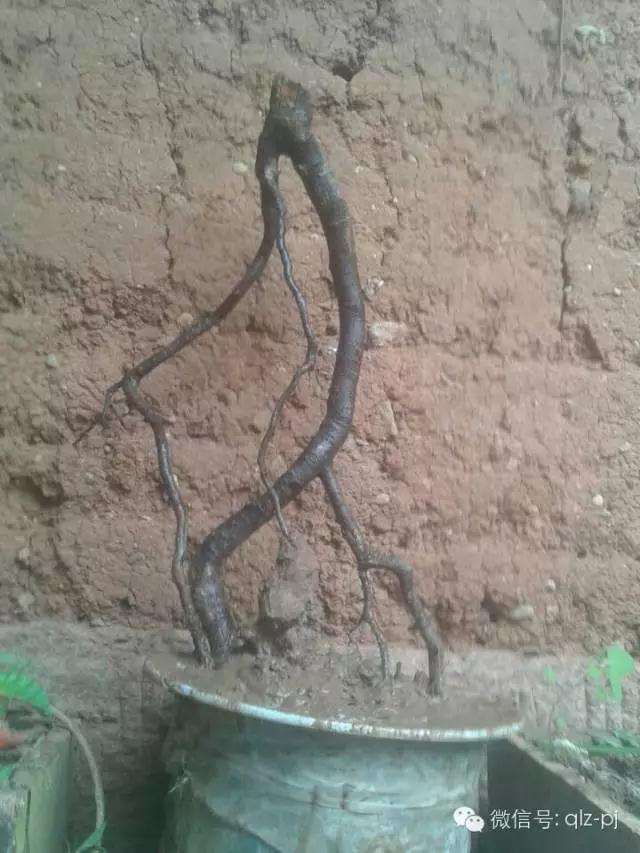 图解下山桩挖掘过程