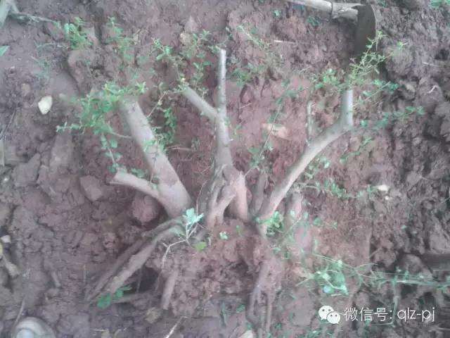 图解下山桩挖掘过程