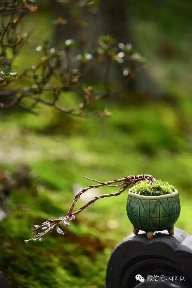 答中国盆景之&mdash;&mdash;为拯救中国盆景文化献汁出力