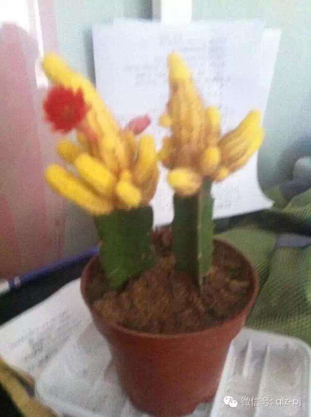 仙人球需要往盆里添什么样的土呢? 只能用沙土和煤灰