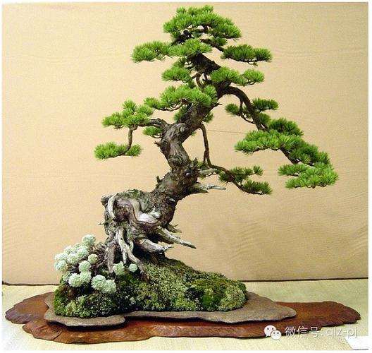 如何将文化思想容到盆景创作当中去?