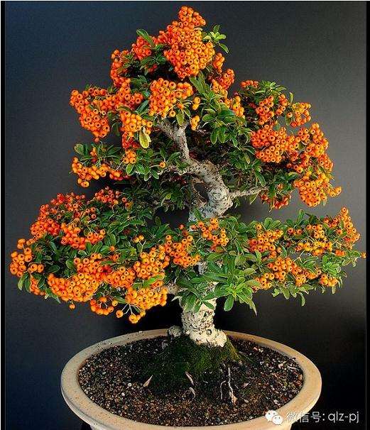 盆景一定长势偏与一侧，中立又如何呢？