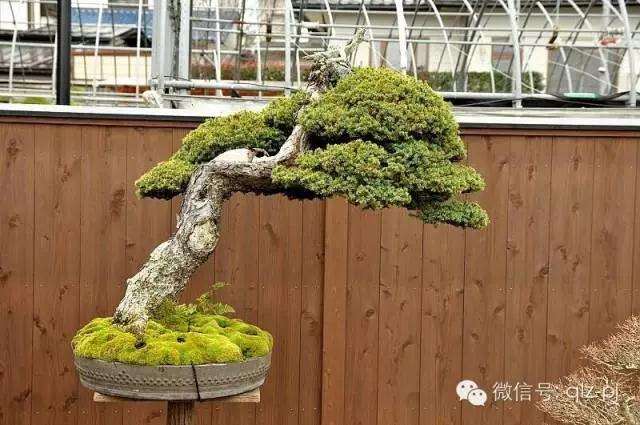 什么样的盆景才能称为艺术品？