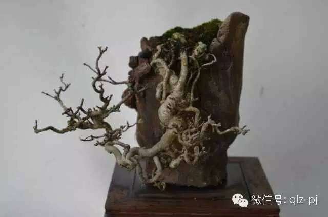 盆景的移植与翻盆