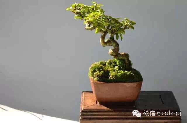 盆景的移植与翻盆