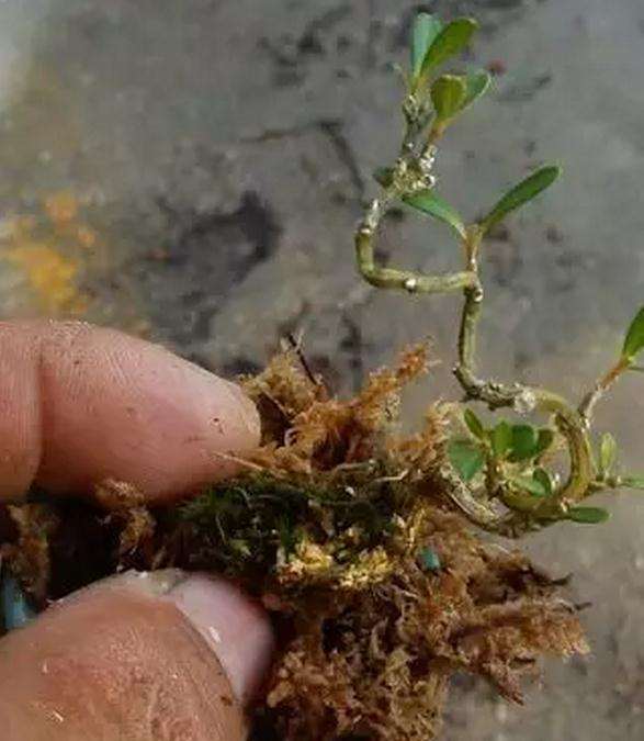 盆景的移植和翻盆