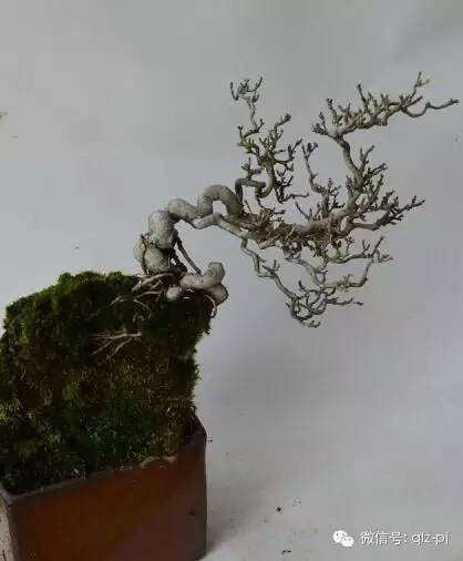 高山树形一一盆景中的极品