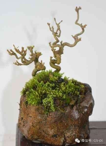 制作袖珍型盆景，讲究的是耐心和技术控制