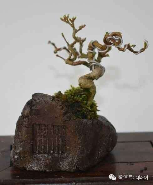关于微型盆景的制作与心得