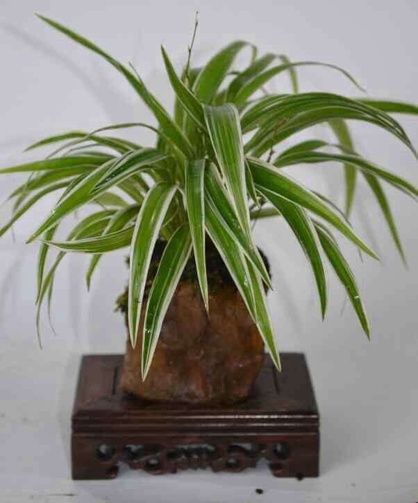 漫谈盆景&mdash;观赏与养殖