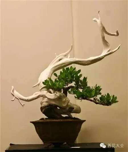 漫无边际谈舍利干盆景