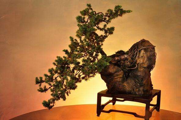 盆景造型的依据（六）