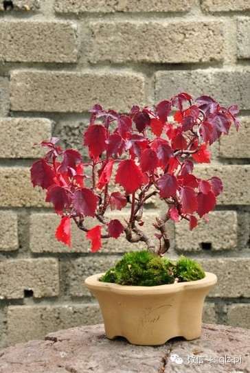 盆景造型的依据(五)